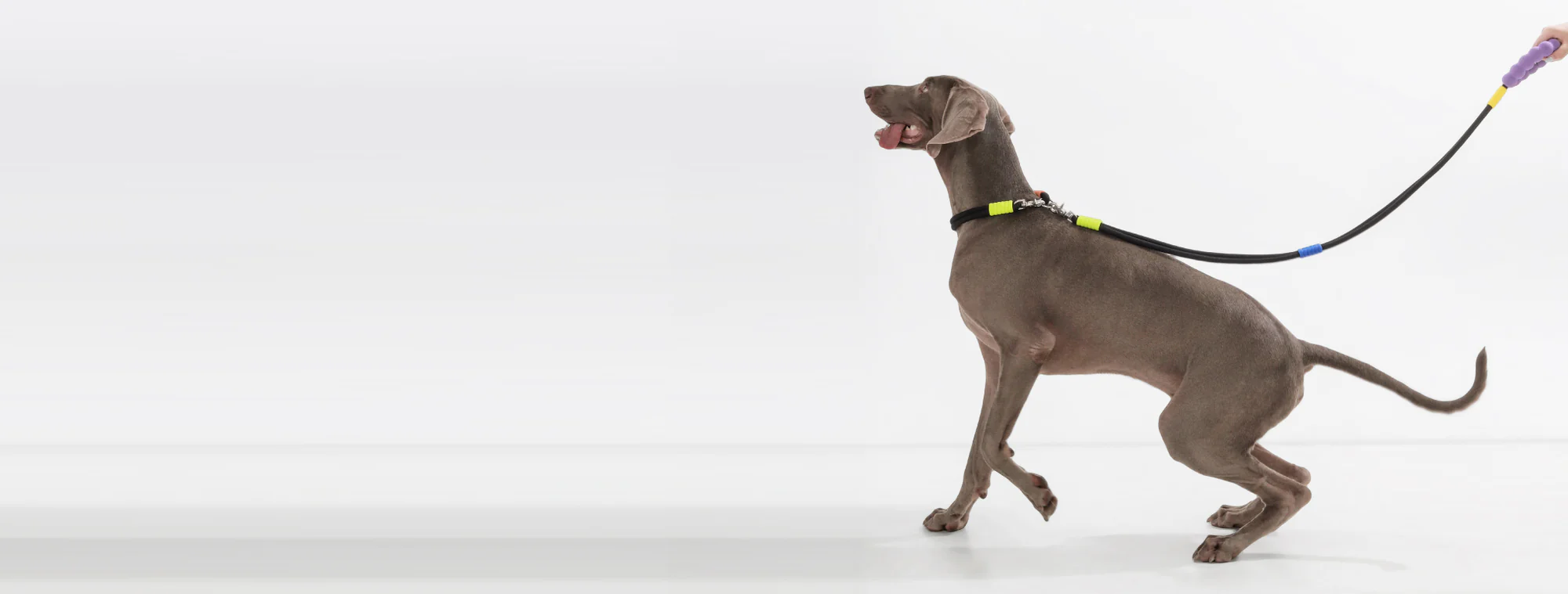 Elevate Your Pet's Style